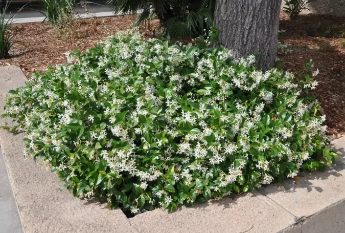 star jasmine problems