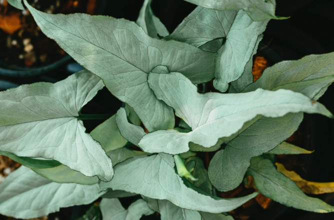 syngonium plant care