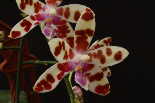 phalaenopsis pulcherrima identification