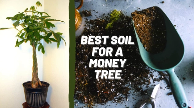 money tree potting soil
