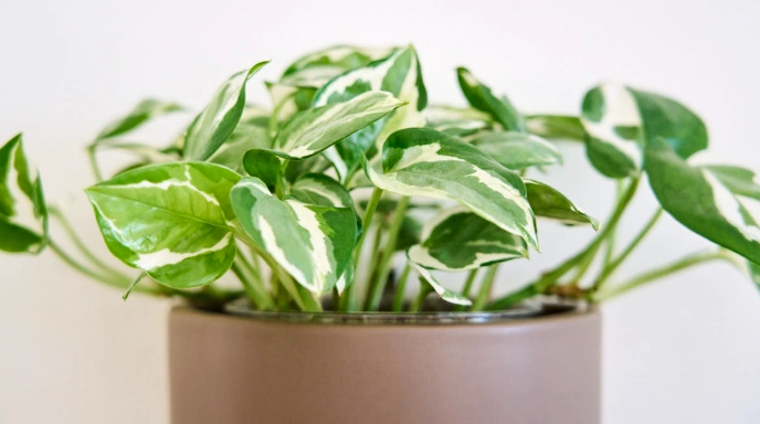 pothos n joy propagation pothos n joy propagation