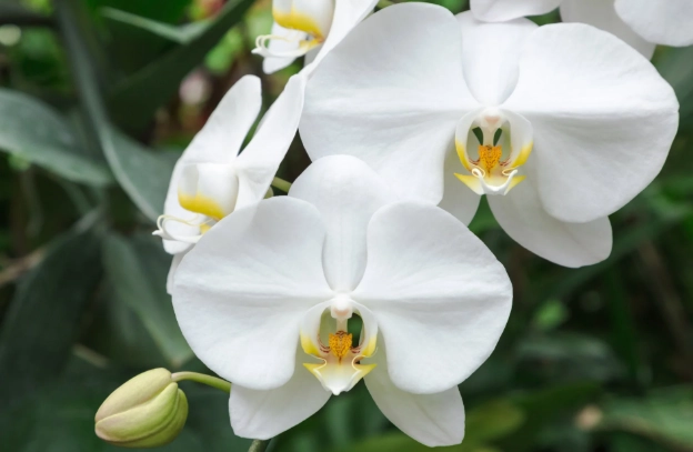 phalaenopsis pulcherrima identification
