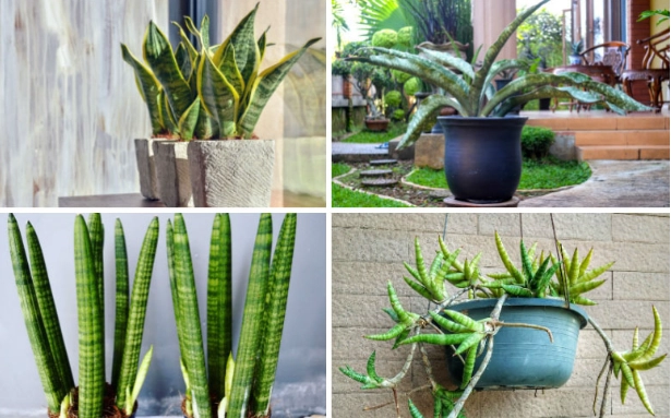 snake plant care