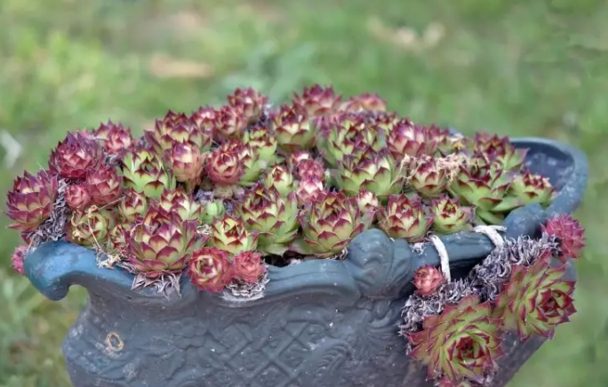 hens and chicks succulent