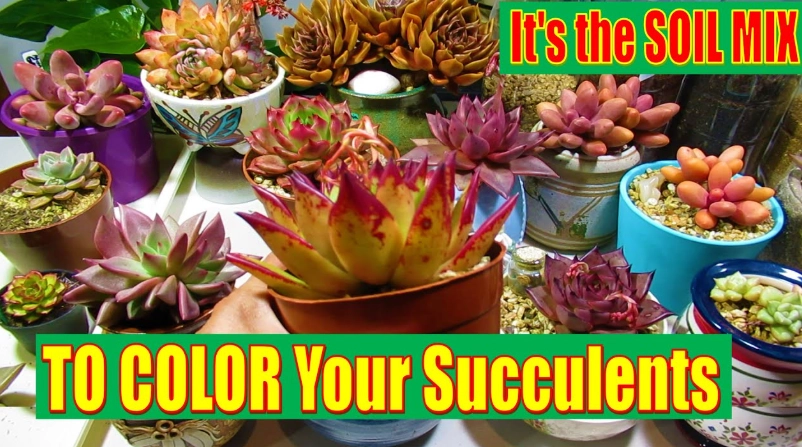 best soil for succulents
