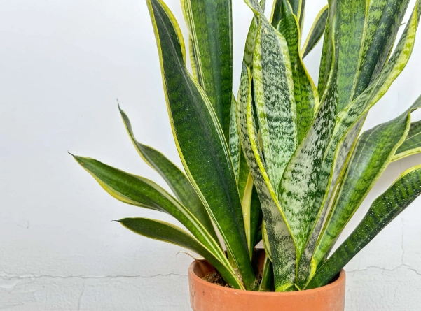 snake plant care