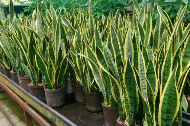 snake plant benefits