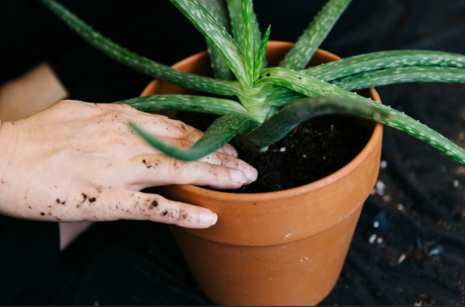 aloe vera plant care