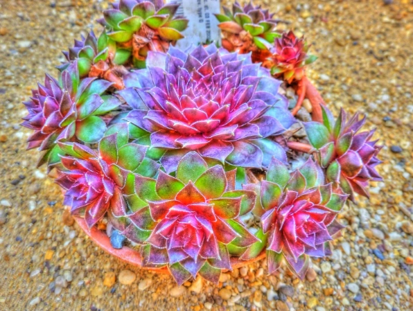 how to grow sempervivum