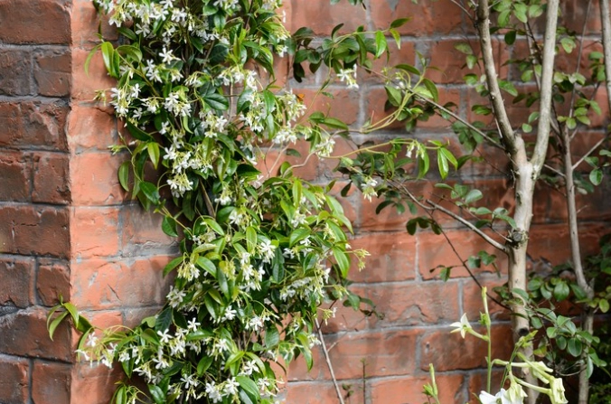 star jasmine care