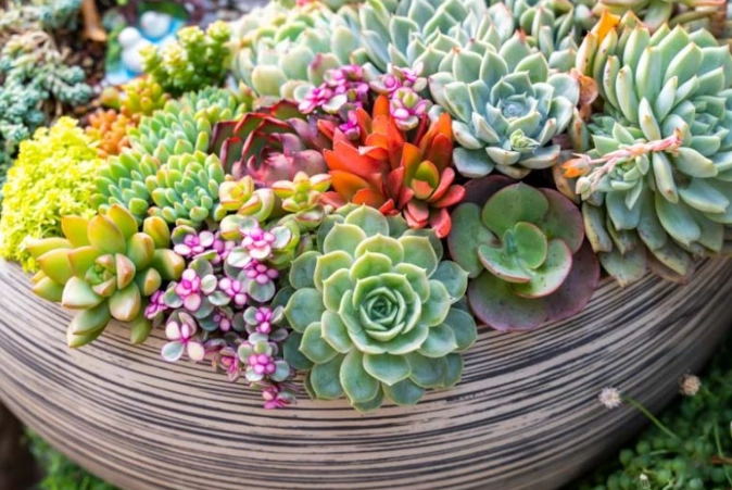 succulent care for beginners