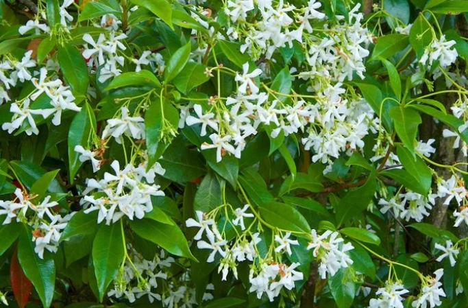 trachelospermum jasminoides
