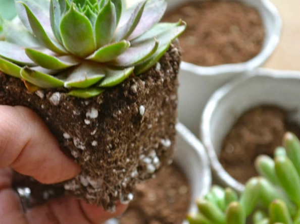 how to make succulent soil