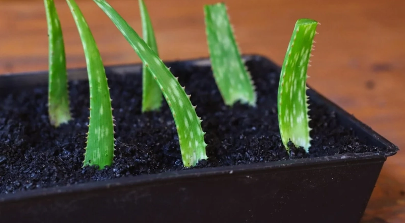 planting aloe vera planting aloe vera