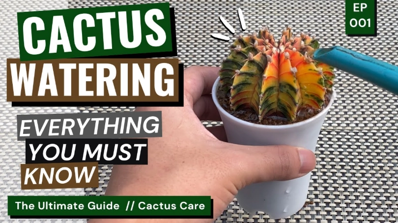 cactus watering