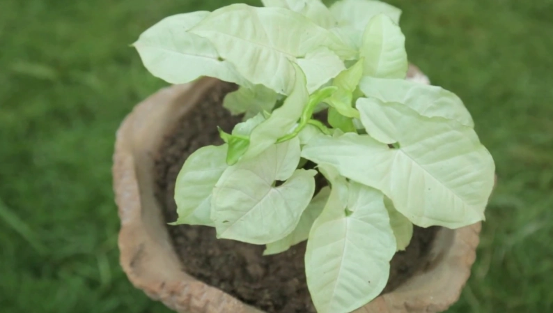 syngonium plant care