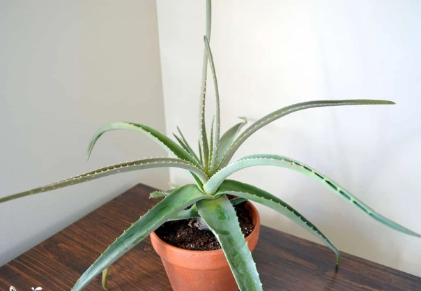how to care for aloe vera
