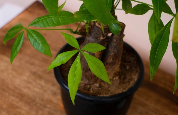 money tree potting soil