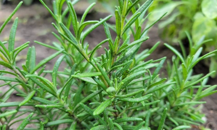 rosemary plant care rosemary plant care