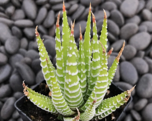 haworthia fasciata care