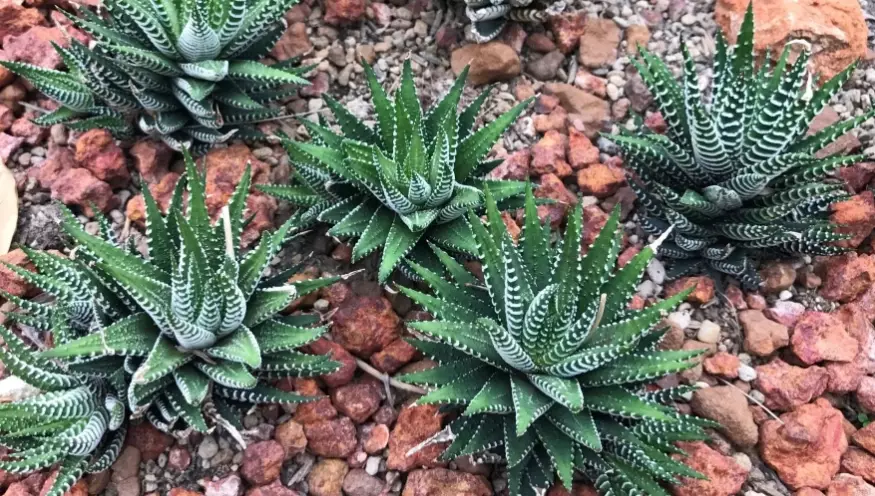 haworthia fasciata care