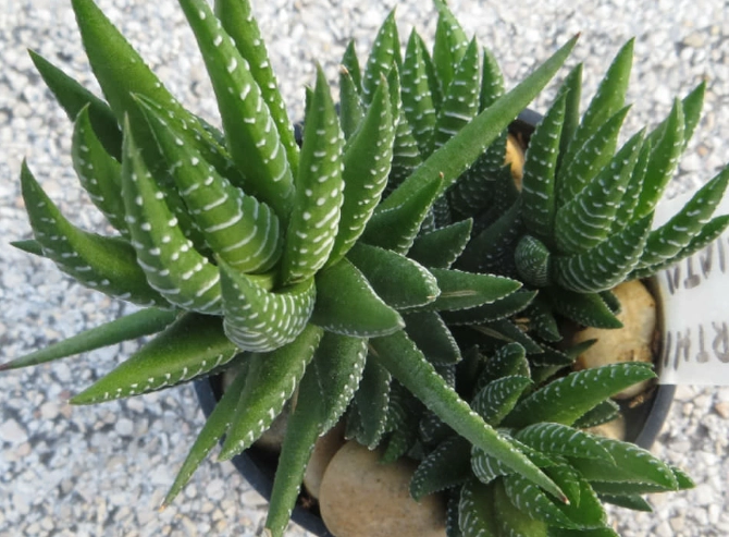 haworthia fasciata haworthia fasciata