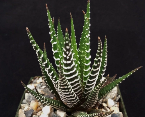 zebra plant succulent