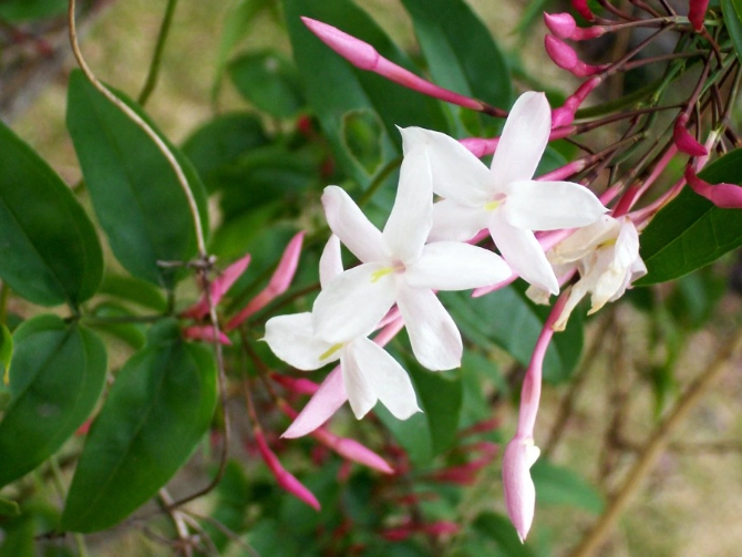 pink jasmine plant pink jasmine plant