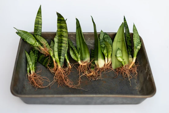 snake plant propagation