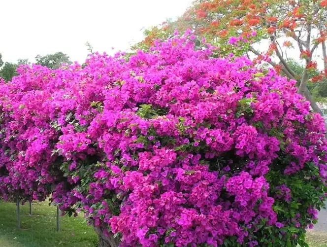 how to prune bougainvillea tree