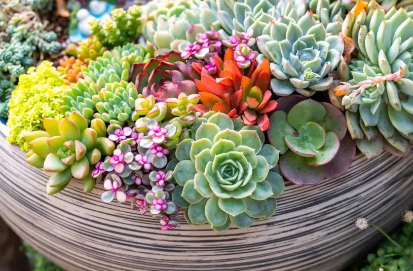 succulent planting guide succulent planting guide