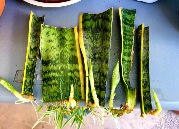 grow snake plant from cutting