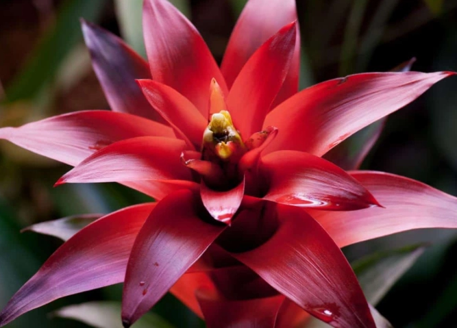 bromeliad plant