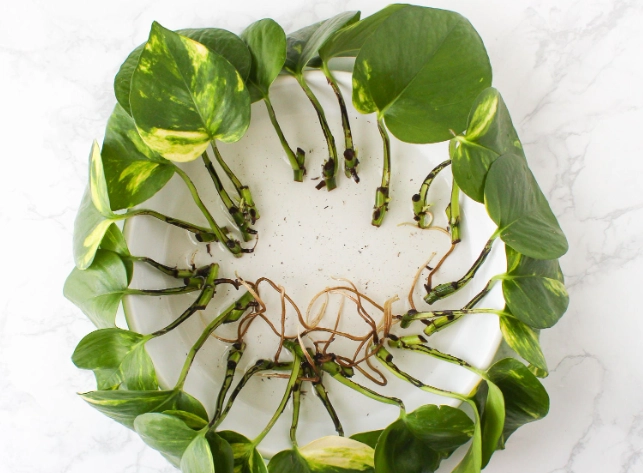 how to propagate pothos