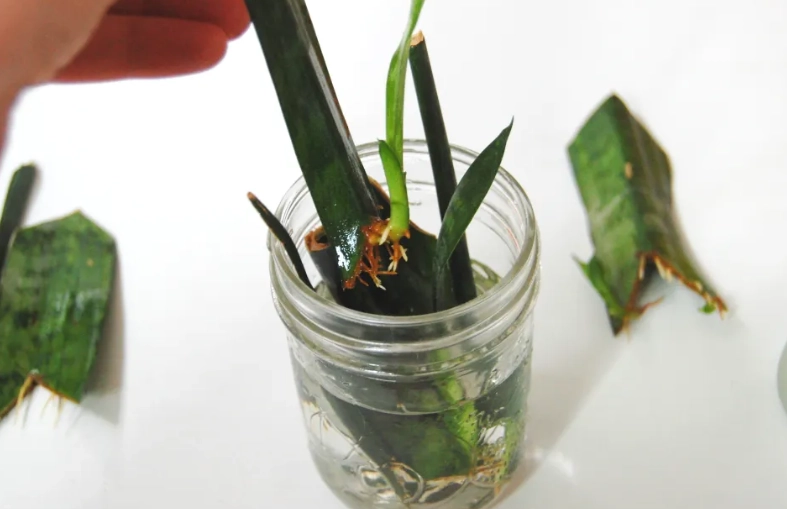 snake plant propagation