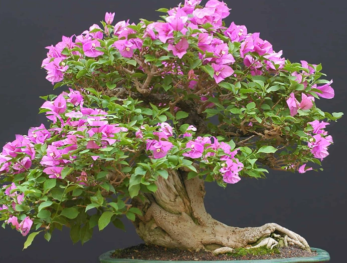 how to prune bougainvillea tree