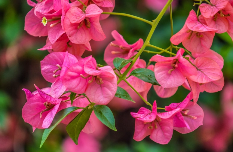 bougainvillea tree problems
