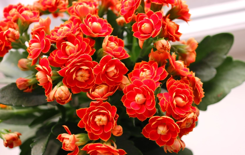 kalanchoe succulent care