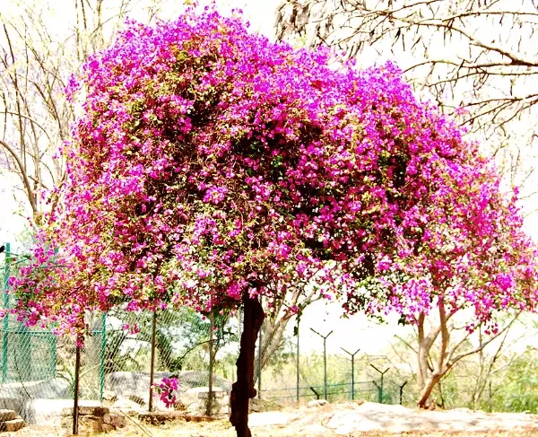 bougainvillea tree problems