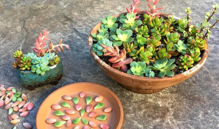how to plant succulents how to plant succulents
