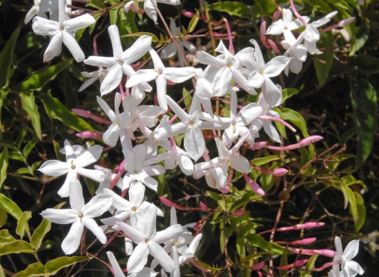how to grow jasmine how to grow jasmine