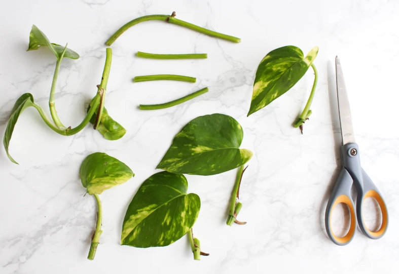 propagate pothos