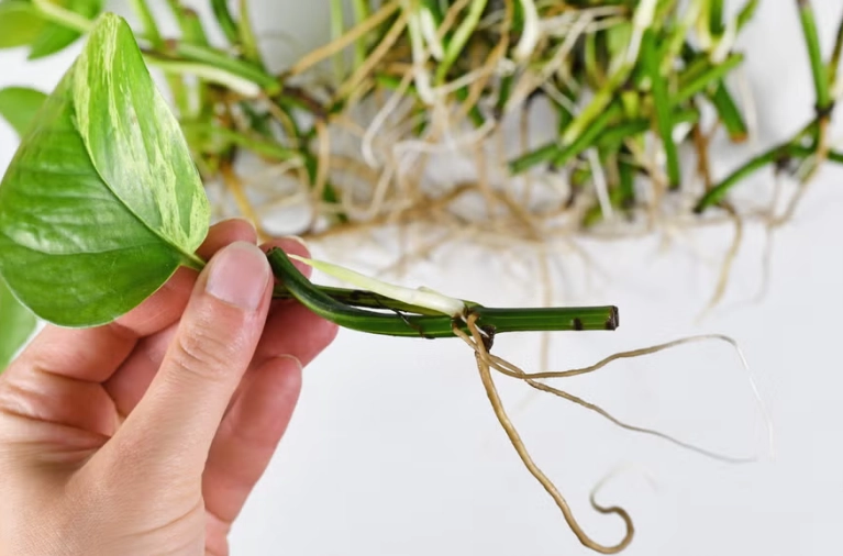 how to propagate pothos