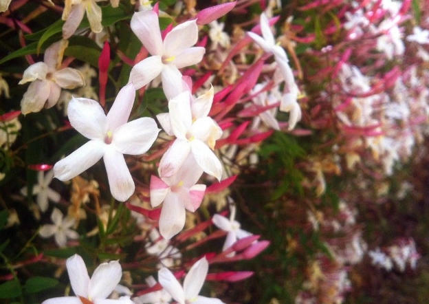 how to grow jasmine how to grow jasmine