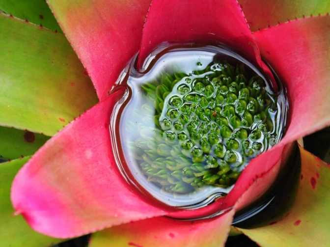 how to get a bromeliad to flower