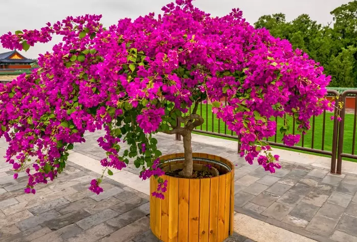 bougainvillea tree care