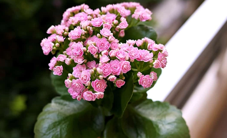 kalanchoe succulent care