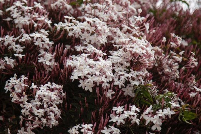 star jasmine care star jasmine care