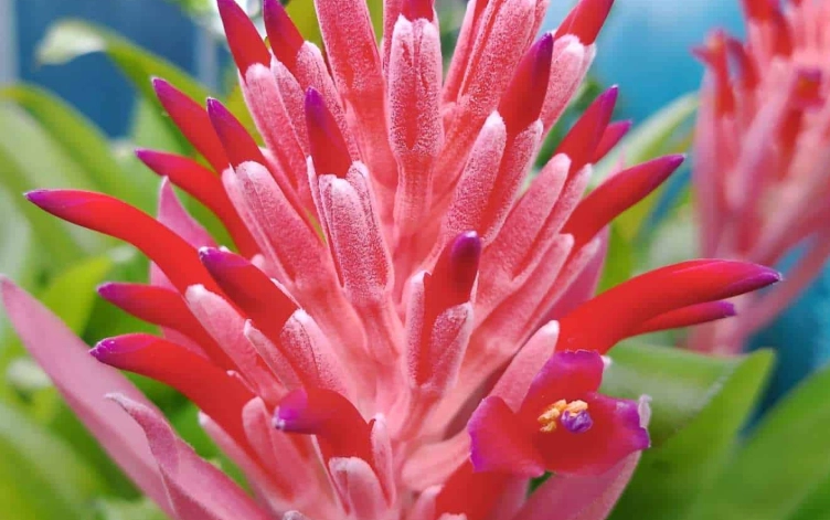 bromeliad flower care