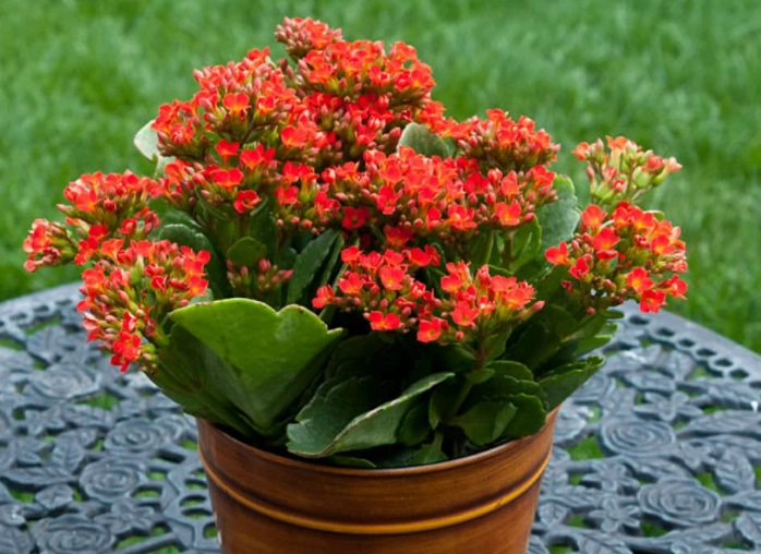 how to care for kalanchoe